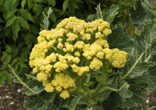 Load image into Gallery viewer, PERMA CAULIFLOWER - 9 Star (limit of 2 packets please)
