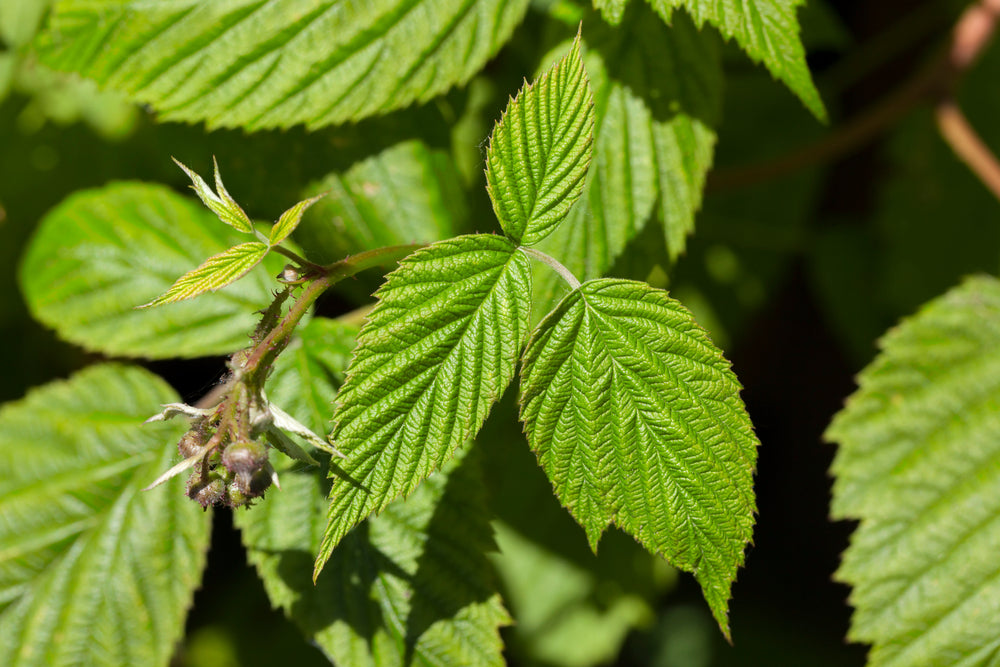 PERMA RED RASPBERRY - Heritage Everbearing – Perma Gardens