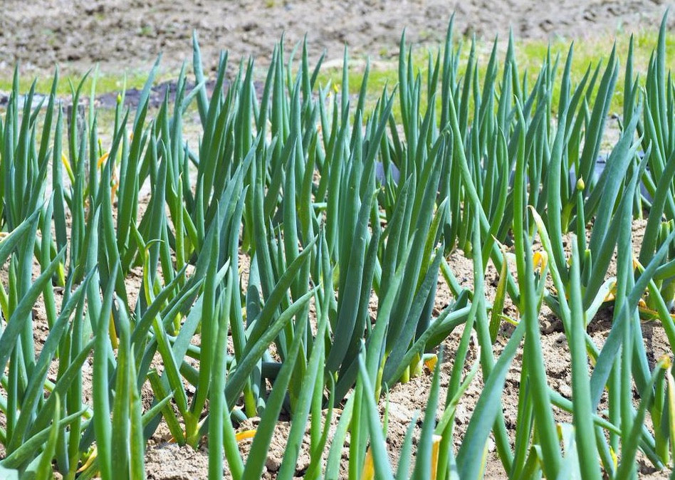 welsh onion plant PERMA SCALLIONS