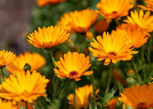 Load image into Gallery viewer, COZY CALENDULA
