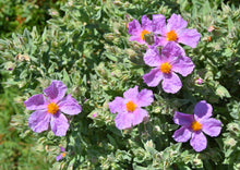 Load image into Gallery viewer, REMARKABLE ROCK ROSE
