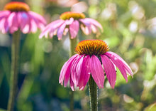 Load image into Gallery viewer, EMPOWERED ECHINACEA
