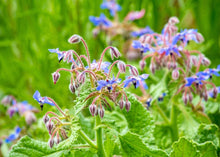 Load image into Gallery viewer, BRAVE BORAGE
