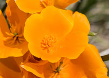 Load image into Gallery viewer, CALMING CALIFORNIA POPPY

