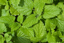 Load image into Gallery viewer, LOVELY LEMON BALM
