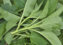 Load image into Gallery viewer, COMPETENT COMFREY - Bocking #14
