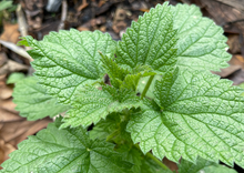 Load image into Gallery viewer, WONDERFULLY WILD STINGING NETTLE
